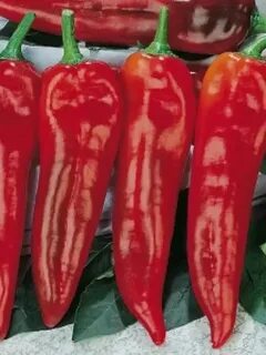 Pepper 20