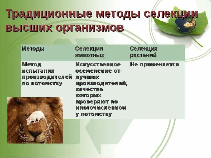 Использование методов биотехнологии в селекции. Методы селекции и биотехнологии. основные методы селекции и биотехнологии. селекция и биотехнология. традиционные методы селекции.