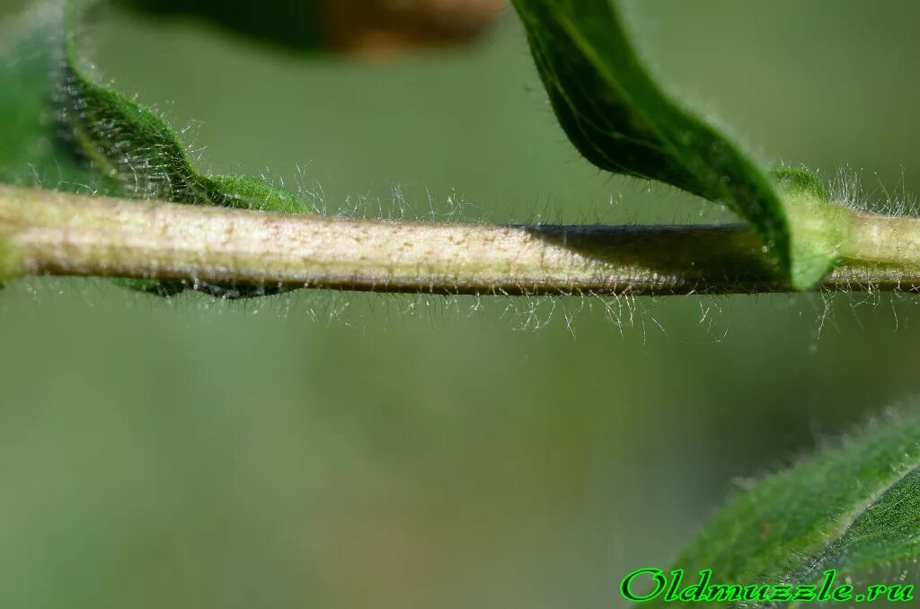 мутированное растение. курчавость розы курчавость. растение полое внутри. стебли стволики. опушение листьев у растений.