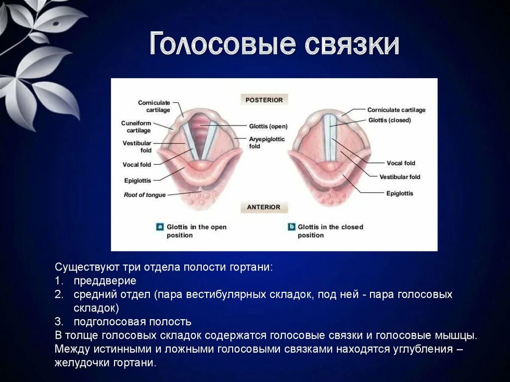 От чего зависят голосовые связки. Структуру, образующую голосовые связки. Расположение ложных голосовых связок. Ложные голосовые связки строение гортани. Строение истинных голосовых связок.