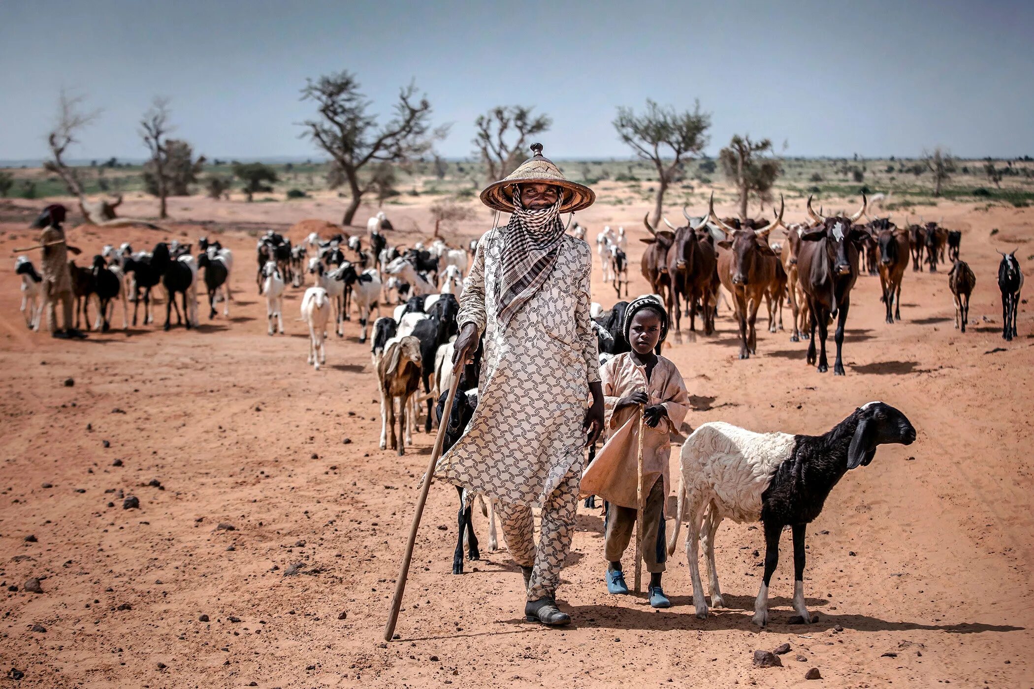 Сахеля нигер. Животноводство Нигерии. Скотоводство в Африке. Скотоводство в Нигерии. Экономическое развитие нигера