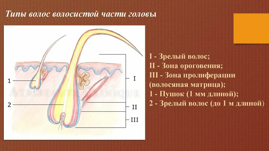 Строение волоса. Строение волосяного фолликула. Схема строения волоса. Строение волоса человека.