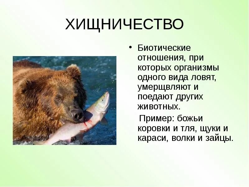 Тип взаимодействия хищничество. Взаимоотношения организмов хищничество. хищничество тип взаимоотношений. хищничество примеры. хищничество биотические примеры.