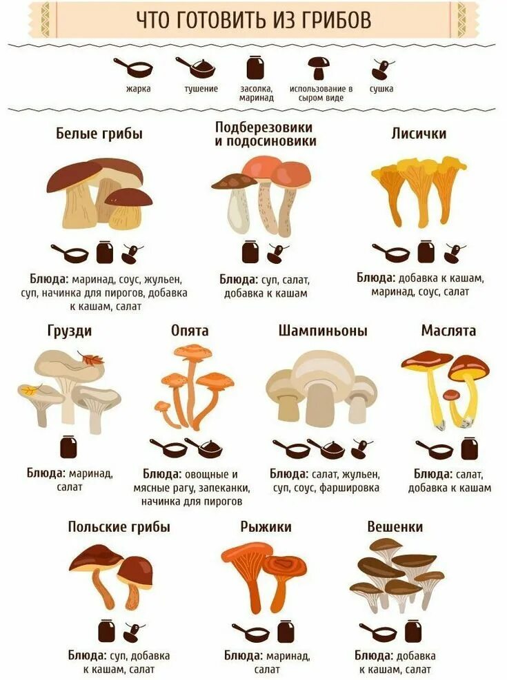 Грибы виды. Грибы инфографика. Инфографика про белый гриб. Типы грибов.