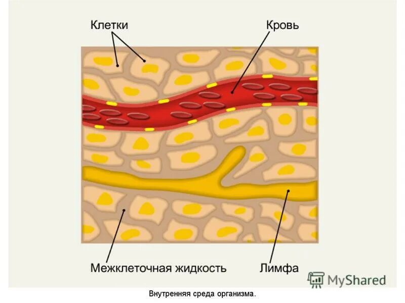 Образует тканевую жидкость. Состав тканевой жидкости схема. Образует тканевую жидкость. Внутренняя среда организма. Кровь лимфа тканевая жидкость.