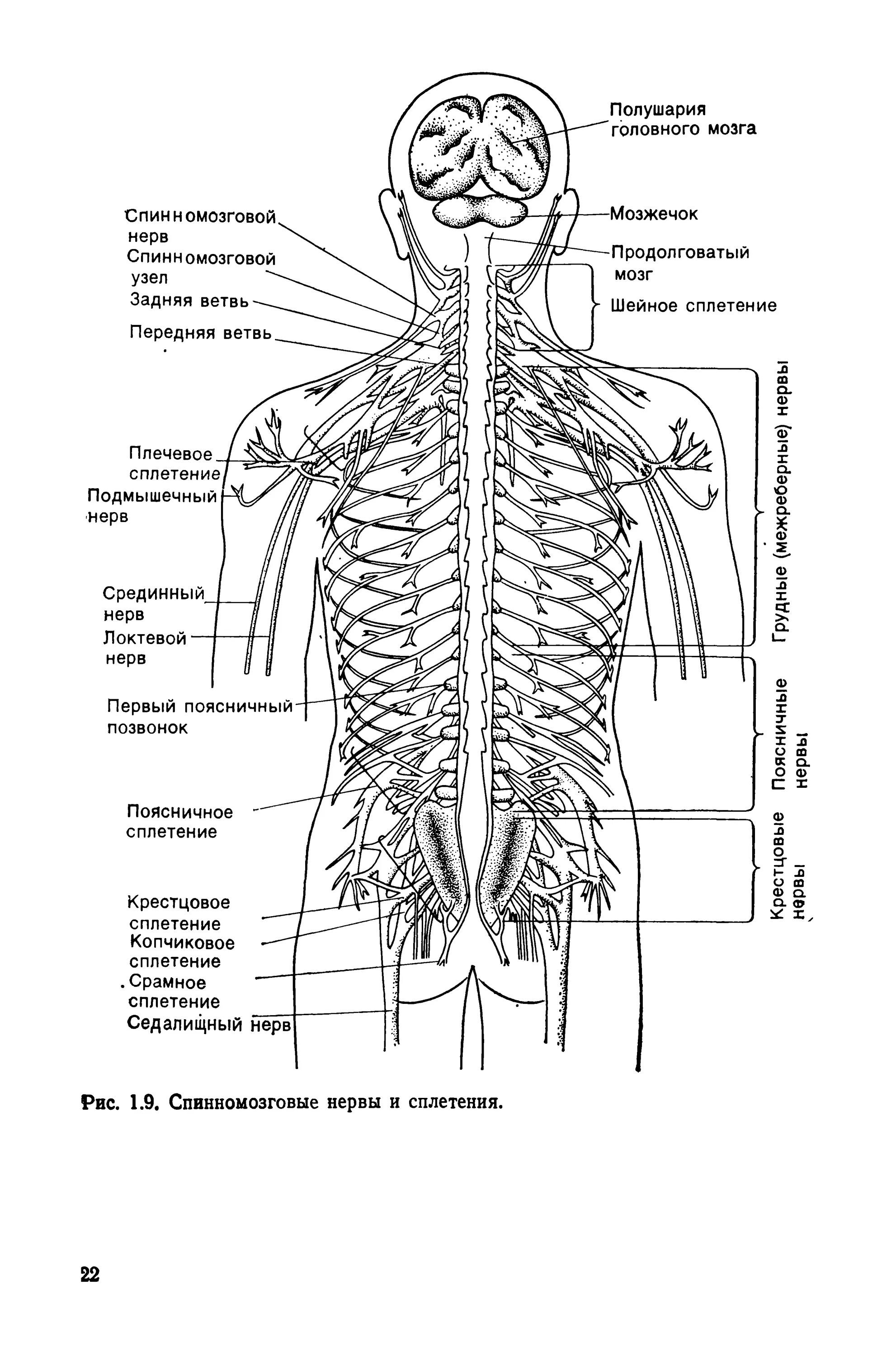 Схема спинномозговые сплетения. Сплетения спинного мозга схема. Периферическая нервная система спинной мозг нервы. Сплетения спинномозговых нервов анатомия схема.