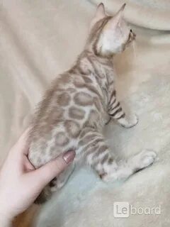 Бенгальская снежный окрас
