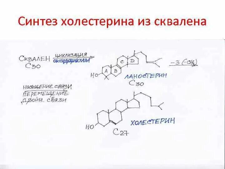 Ферменты холестерина. Сквален в синтезе холестерина. Синтез сквалена из мевалоновой кислоты. Биосинтез холестерола из сквалена. Синтез холестерина из мевалоновой кислоты.