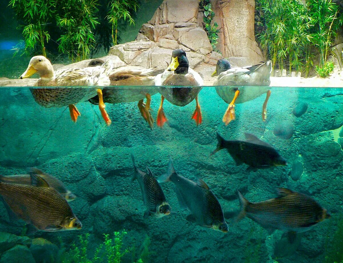 Океанариум шанхай. Шанхай океанариум. Московский зоопарк аквариум. Океанариум в Шанхае, Китай. Дубайский аквариум и подводный зоопарк.