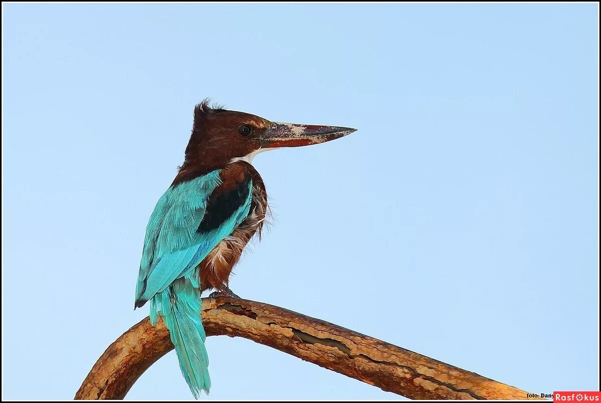 Птицы шри ланки. Синяя птица на Шри Ланке.