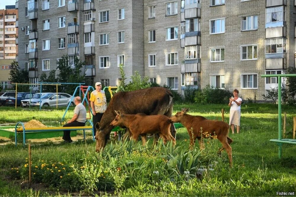 Погода п заречный. Зато Заречный Пензенская область. Город Заречный Пензенская область лоси. Лоси в Заречном Пензенской области. Заречный Пензенская область закрытый город.