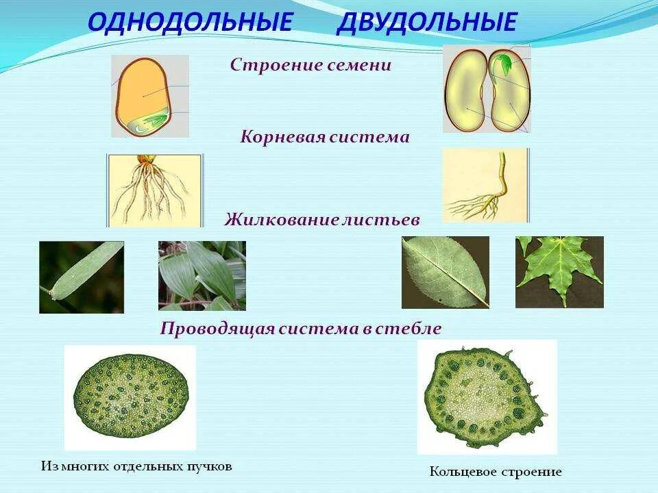 Капуста голосеменные или покрытосеменные. Семейства однодольных и двудольных растений. однодольныее двыудольные растеня. покрытосеменные растения класс двудольные. покрытосеменные цветковые двудольные однодольные.
