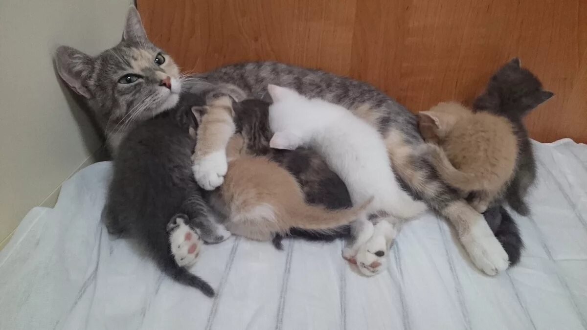 К чему снится рожающая кошка. Кошка окотилась. котенок муся.