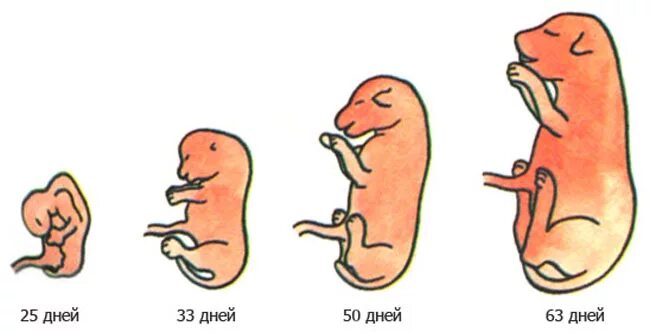 Стадия развития зародыша собаки. Этапы развития зародышей щенков. Стадии развития щенков в утробе. Эмбрион собаки по неделям. У собаки растет живот