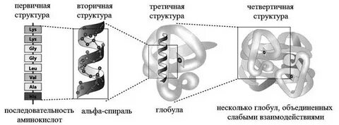 Первичная структура глобула