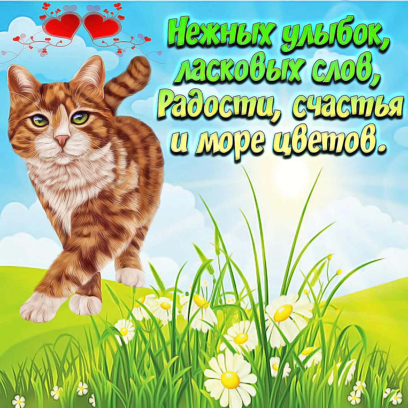 Добрые пожелания с кошками. Добрые пожелания. Пожелания доброго дня. Красивые открытки на каждый день. Открытки на каждый йдень.