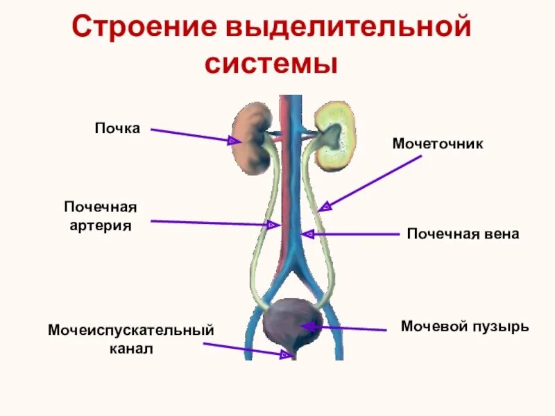 Выделительная система человека функции почек. Органы выделительной системы человека 8 класс биология. Выделительная система почки. Строение выделительной системы строение почки. Контрольная по биологии 8 класс выделительная система