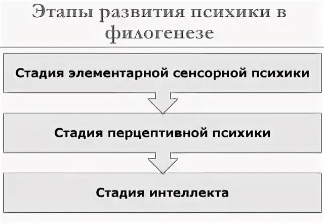 Особенности развития психики в онтогенезе изучает психология
