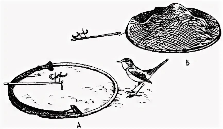 YouTube Bird, Migratory birds, Conservation biology