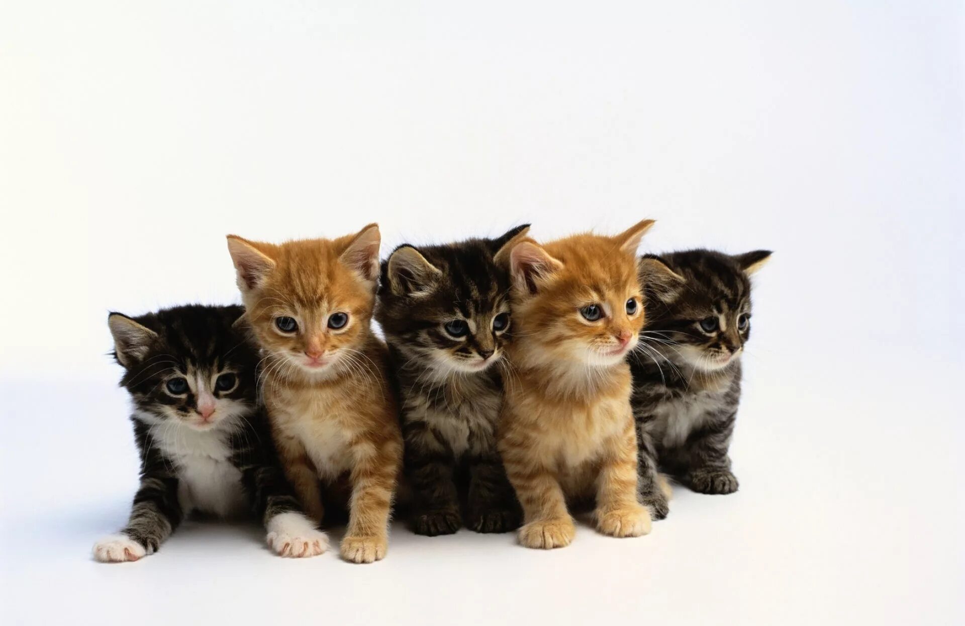 05 cat