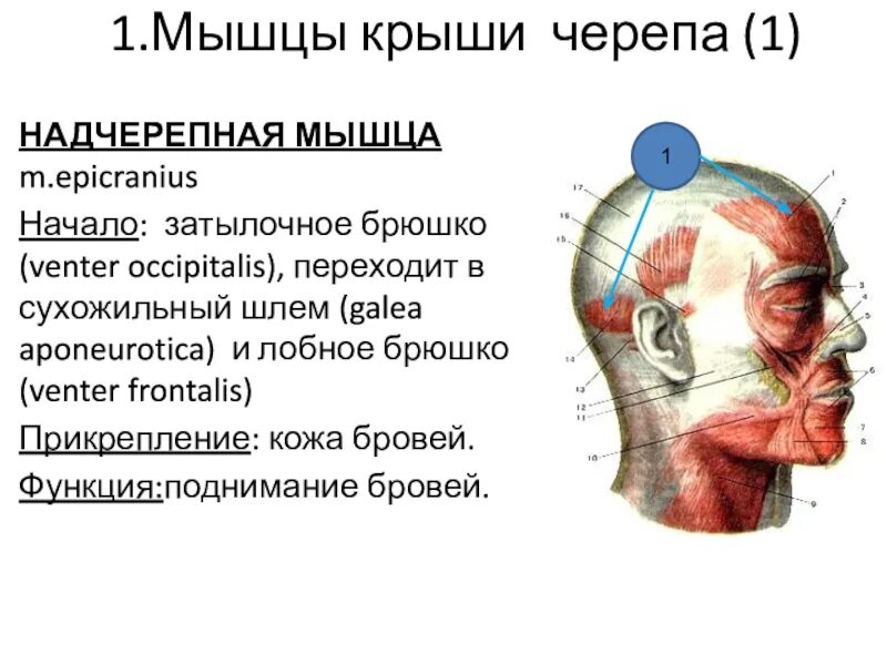 Функции надчерепных мышц. Надчерепная мышца сухожильный шлем. надчерепная мышца (m. epicranius). надчерепная мышца начало и прикрепление функция. мышцы крыши черепа. надчерепная мышца.