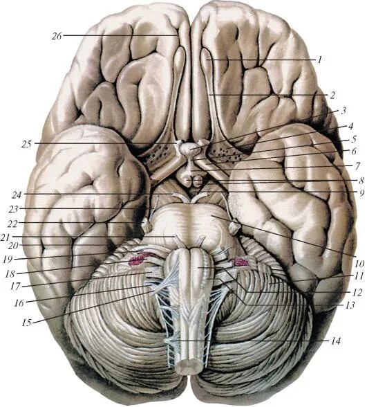 Складчатая поверхность головного мозга. Черепные нервы нижняя поверхность головного мозга. Основание головного мозга и места выхода Корешков черепных нервов. Основание головного мозга анатомия. Переднее продырявленное вещество анатомия.