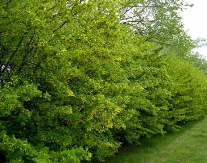 Акация изгородь. Карагана древовидная изгородь. карагана живая изгородь. кустарниковая карагана изгородь. карагана кустарниковая живая изгородь.