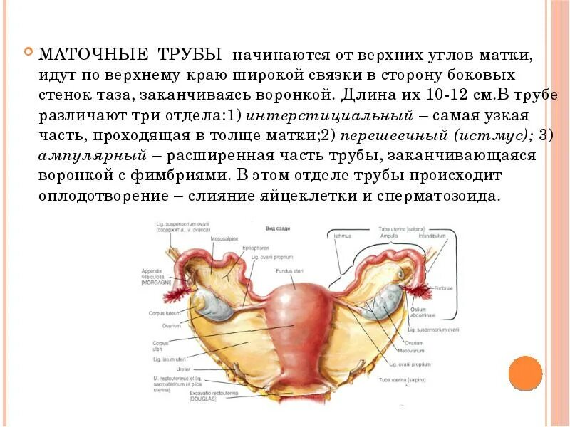 Части трубы матки. Матка и маточные трубы анатомия. Строение маточных труб и матки анатомия. Маточные трубы и матка строение и функции. Женская внутренняя половая система