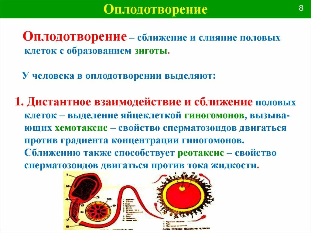 Процесс оплодотворения у человека. Оплодотворение. Оплодотворение у человека. Оплодотворение и эмбриогенез человека. Оплодотворение презентация.