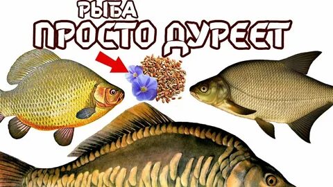 Когда начинается карась