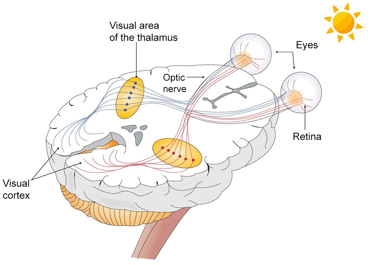 Brain saw. Зрительный нерв. Зрительный анализатор таламус. Зрительный нерв глаза. Зрительная сенсорная система и таламус.