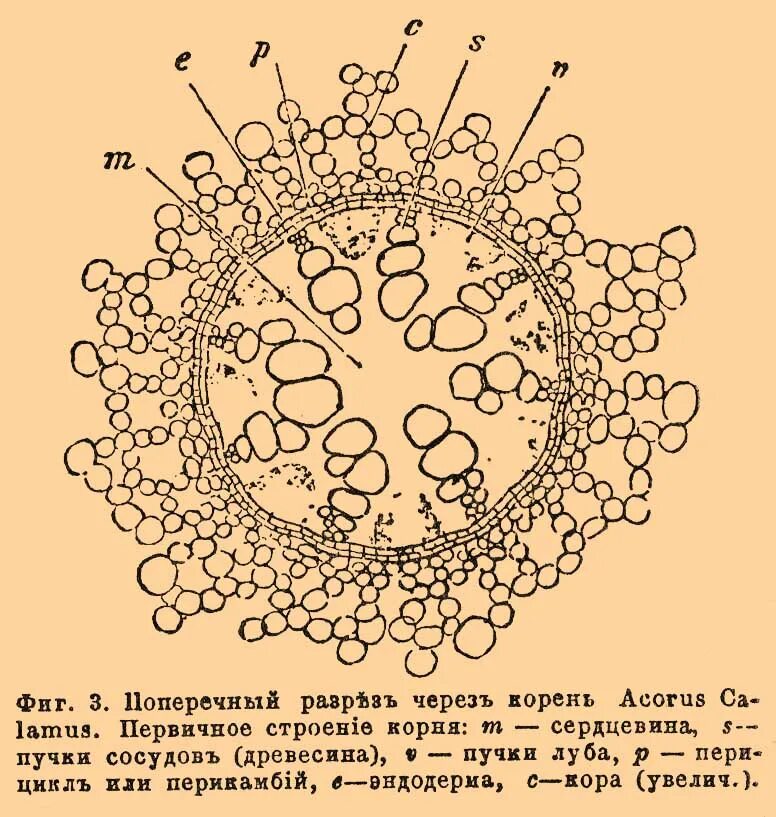 Поперечный срез стебля тыквы. Строение корня на поперечном срезе. Поперечный корень. Поперечный корень. Схема поперечного среза корня.