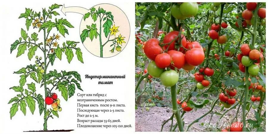 Томат сорт это что значит. Томаты штамбовые детерминантные. детерминантные сорта томатов что это такое. штамбовые индетерминантные детерминантные томаты. индетерминантный томат высота куста.