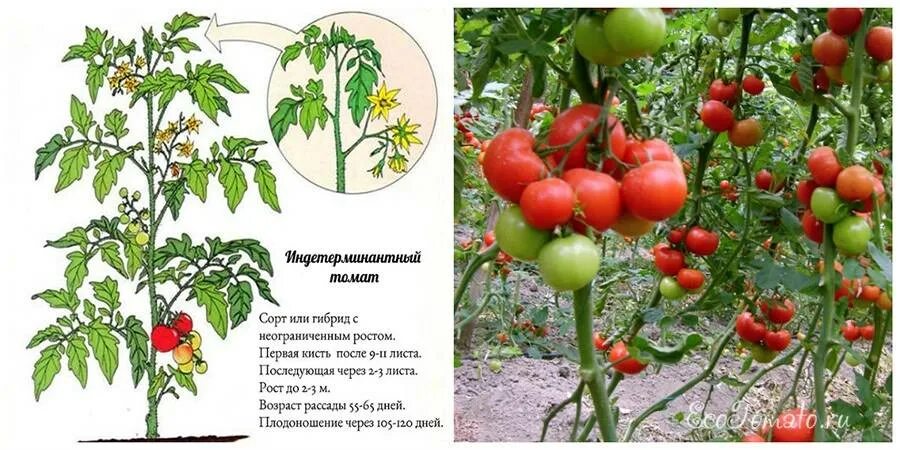 Детерминантный и индетерминантный. Томаты штамбовые детерминантные. Томаты помидоры индетерминантные. Детерминантные сорта томатов что это такое. Что такое детерминантный сорт томатов и индетерминантный