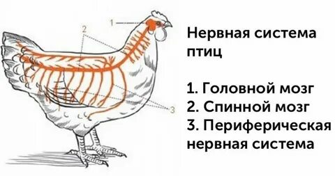 Мозг курицы