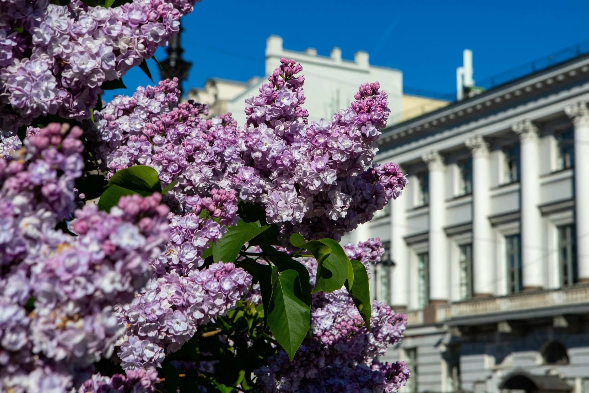 Площадь сирени. Сирень Кавур. Сирень в Петербурге.