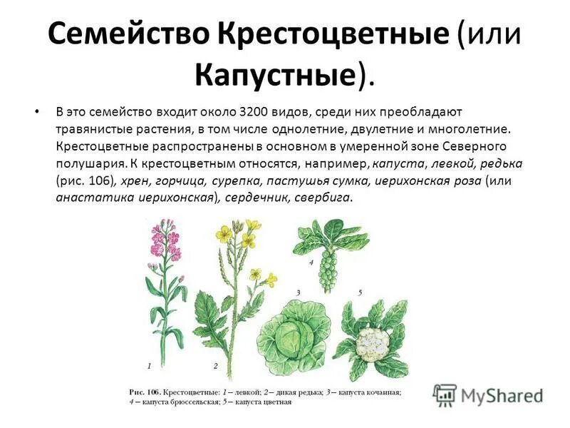 К семейству крестоцветных относится примеры. Двудольные растения крестоцветные. Многолетние крестоцветные растения. Однолетние крестоцветные. Семейство крестоцветные капустные.