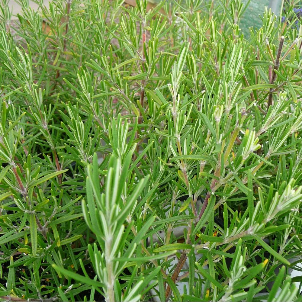 Розмарин старомышастовская. Розмарин лекарственный/ rosmarinus officinalis "perigord". Розмарин размножение. Perigold розмарин. Розмарин лекарственный (rosmarinus officinalis).