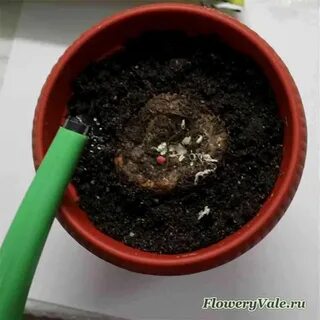 Посадка клубня бегонии в горшок