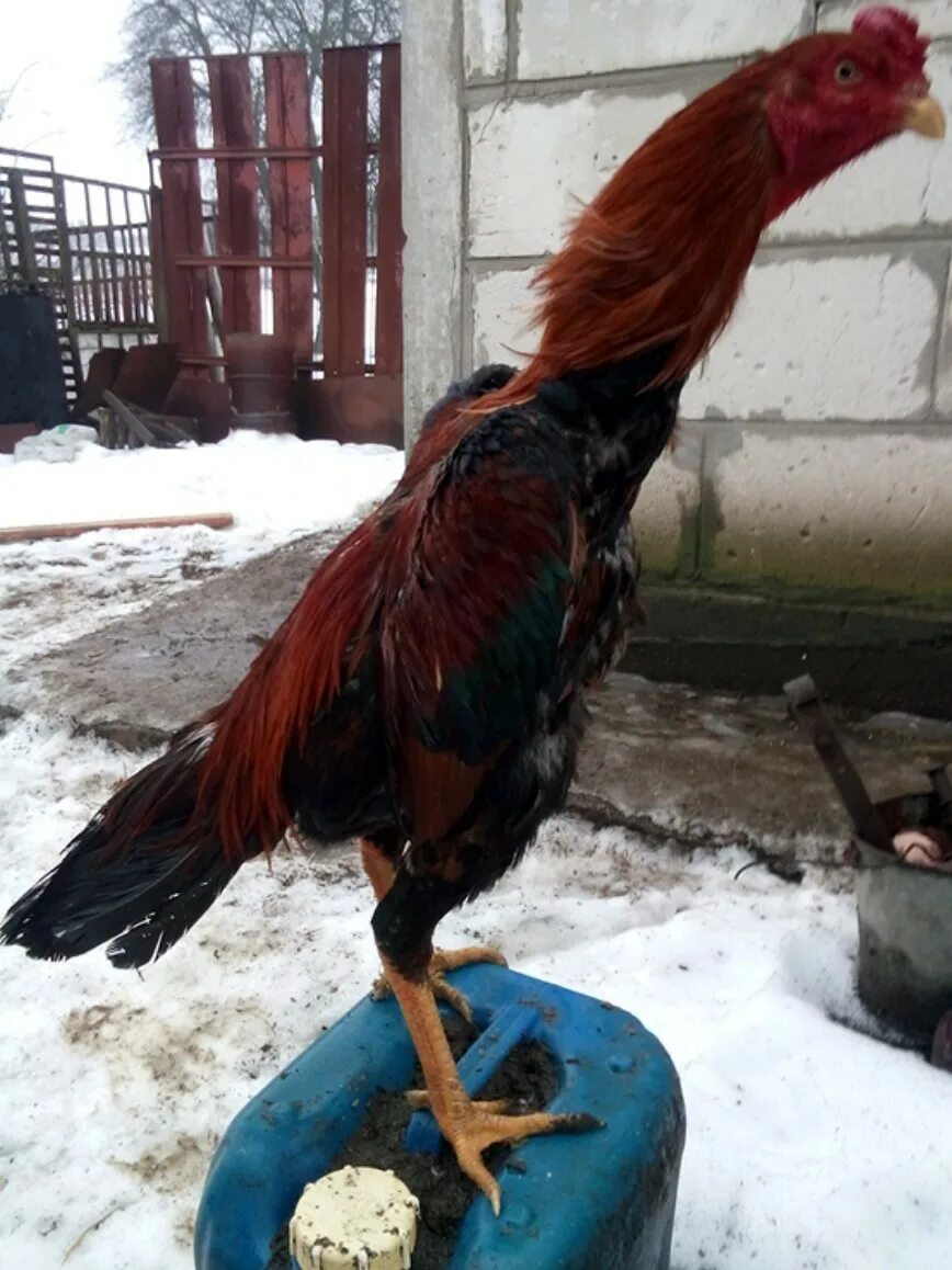 Петуха 7