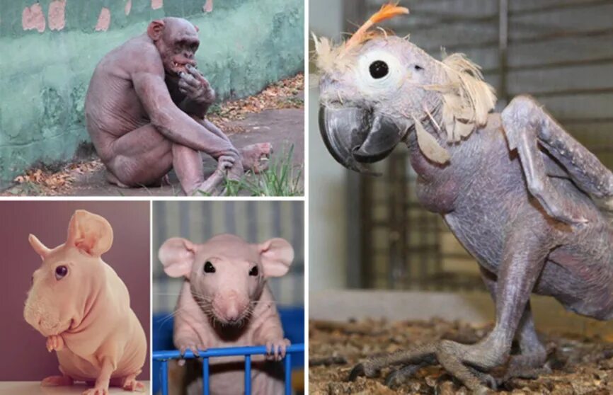 Человек животное без перьев. Человек животное без перьев