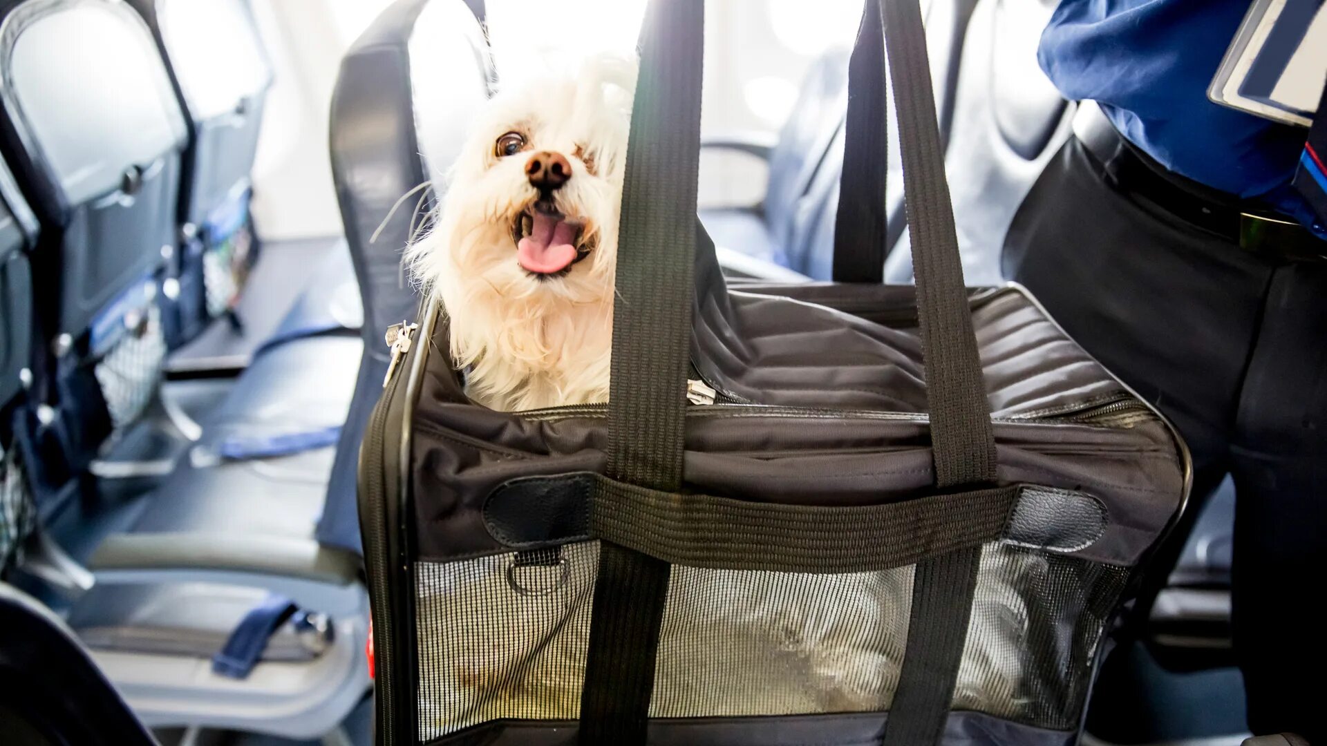 Собака в самолете. Собака в салоне самолета. Собачка в самолете. Переноска для животных в аэропорту. Можно перевозить собаку в автобусе