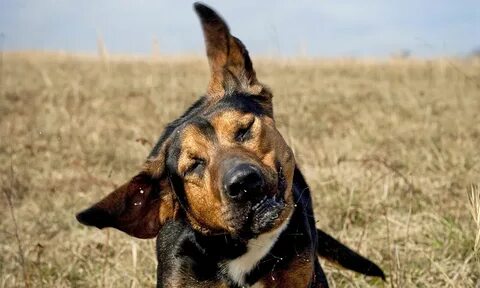 Dog eared