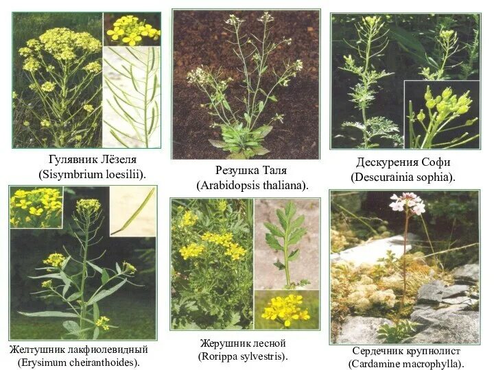 Крестоцветные. Крестоцветные представители дикорастущих. Жилкование семейства крестоцветных. Цветок крестоцветных. Брокколи семейство крестоцветные.