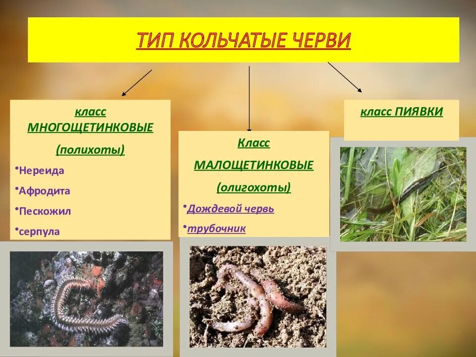 Три класса червей