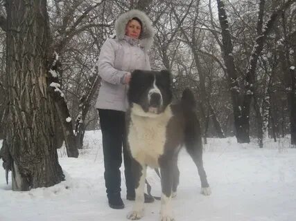 Алабай с человеком