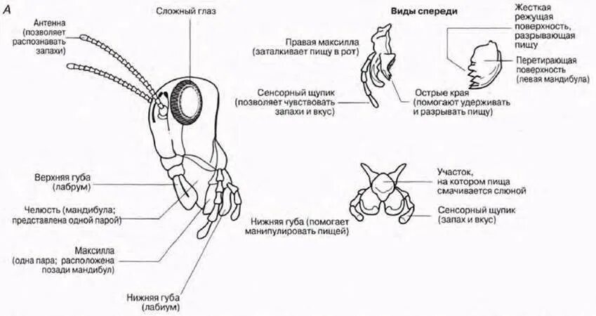 Прямокрылые тип ротового аппарата. Строение грызущего ротового аппарата насекомых. строение ротового аппарата жесткокрылых. прямокрылые строение ротового аппарата. тип ротового аппарата таракана.