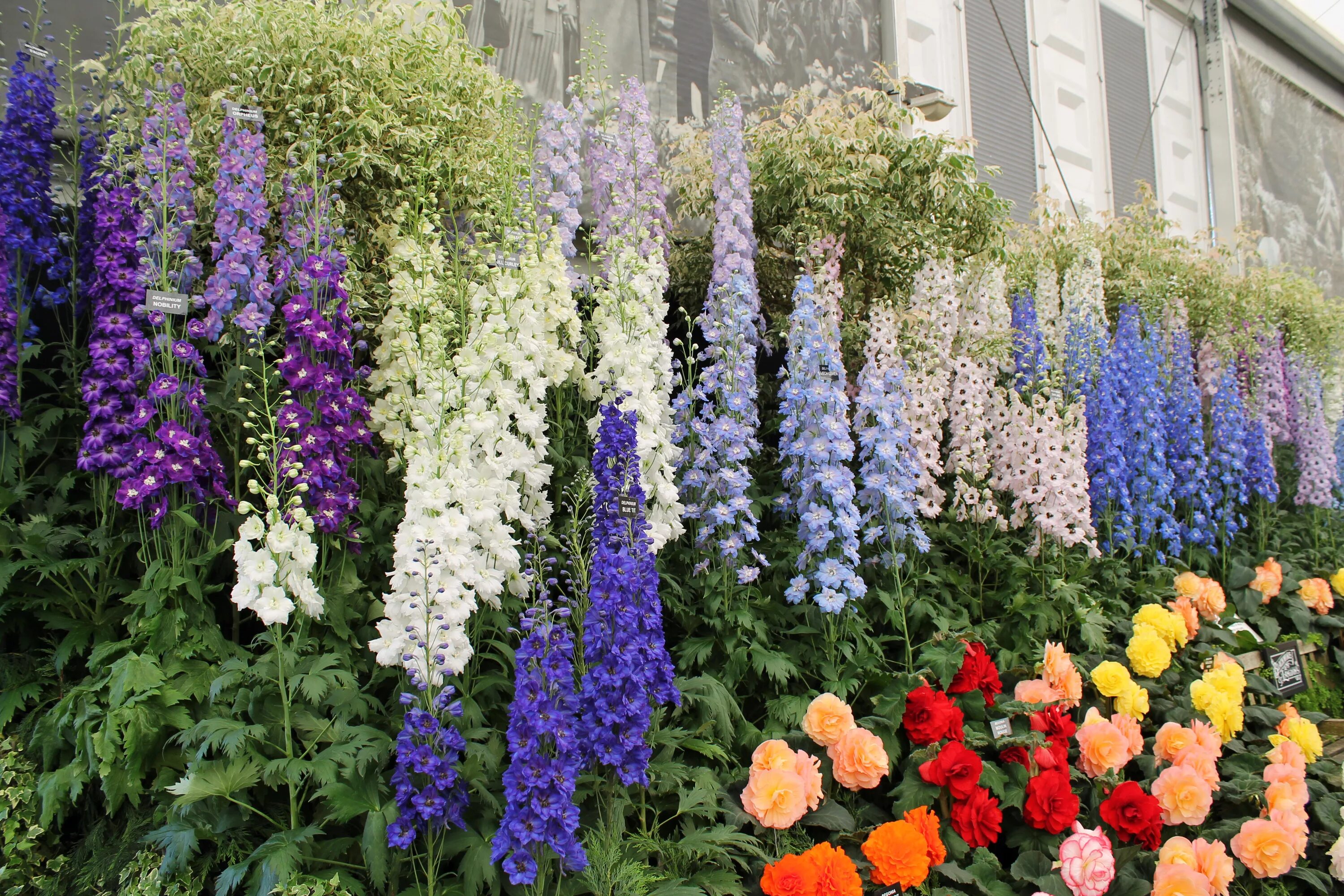 Delphinium 'Green Twist' Perennial plants, Long blooming perennials, Perennials