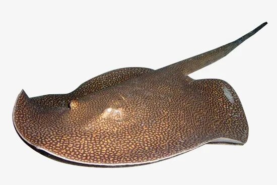 Скат фиш. Скат гигантский морской дьявол. Морская лисица черное море. Скат хвостокол. Скат орляк.