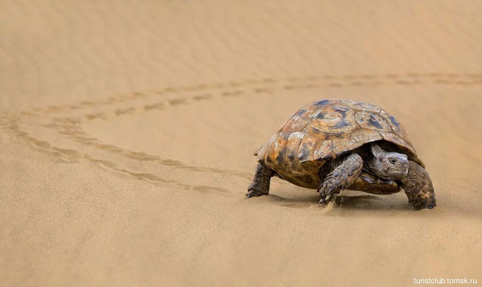 Черепаха медленно ползет. Средиземноморская черепаха Палласа. Средиземноморская черепаха паласа. Сухопутные черепахи пустынные. Средиземноморская сухопутная черепаха.